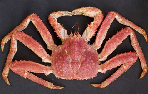 A Contribution To The Sustainability Of The Southern King Crab Fishing