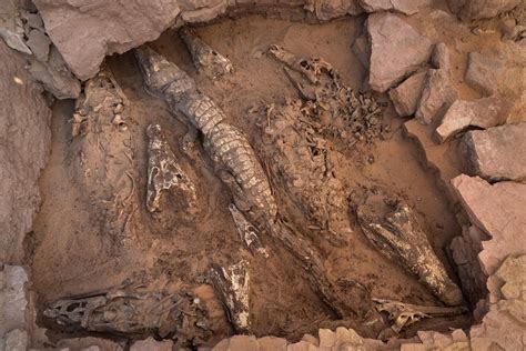 Ancient Egyptian Tomb Uncovered With Mummified Crocodiles