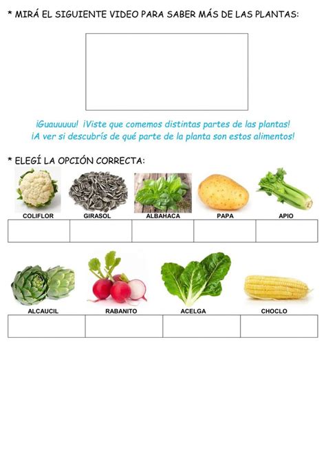 Qu Parte De La Planta Comemos Worksheet