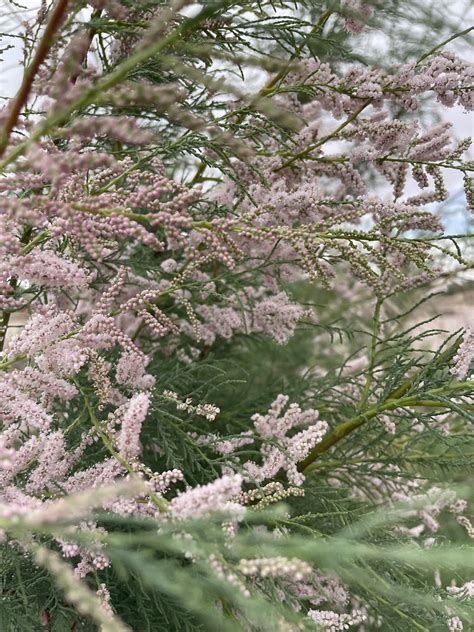 Salt Cedar Tamarix Ramosissima Bosque Del Apache National Flickr