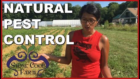 Natural Pest Control And Organic Farming Youtube