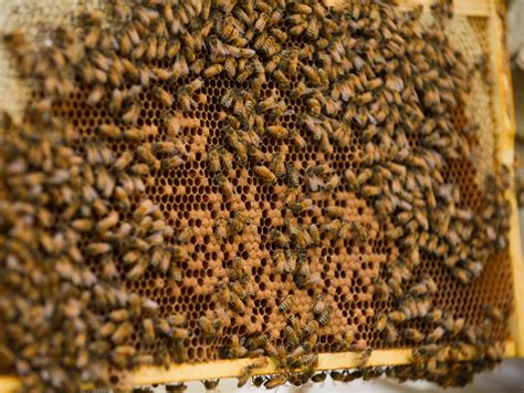 Inspecting Your Beehive Comb | HGTV