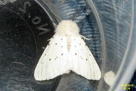 White Ermine NH266 UK 2060 72 02 Spilosoma Lubricipeda Flickr