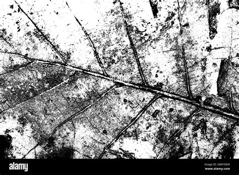 Black And White Leaf Illustration Stock Photo Alamy
