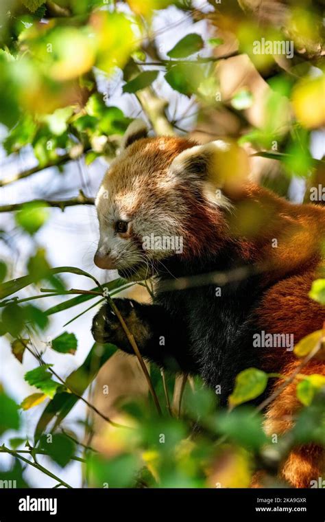 Red panda relaxing in her tree eating bamboo Stock Photo - Alamy