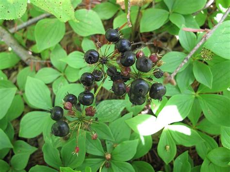 Wild Sarsaparilla Identification – Aralia nudicaulis – Off Grid Living ...