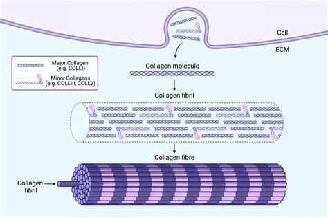 Eds Hsd Biology Blog What Is Eds And How Does It Affect Collagen