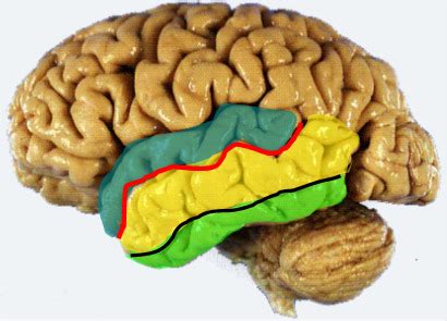 Localisation Functional Organisation Of The Cortex Part Flashcards