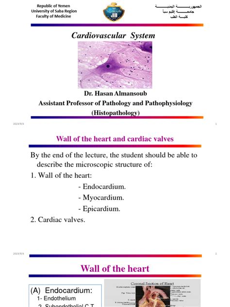 Histology 8 | PDF | Artery | Vein