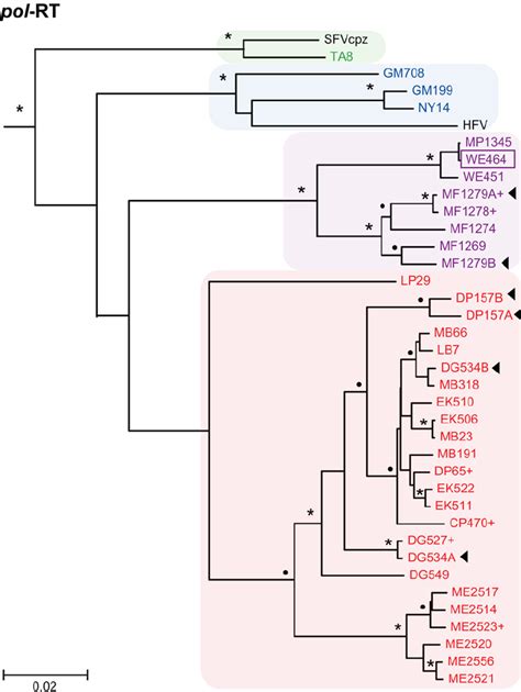 Evolutionary Relationships Of Newly Derived SFVcpz Strains In The Pol