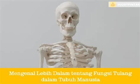 Mengenal Lebih Dalam Tentang Fungsi Tulang Dalam Tubuh Manusia