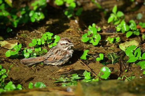 Song Sparrow By Jackie B Elmore 10 11 2019 Lincoln Co KY Flickr