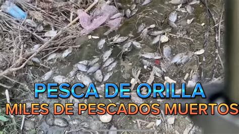 Terrible Pesca En Este R O Sucio Pesca Fishing Til Pias Lobinas