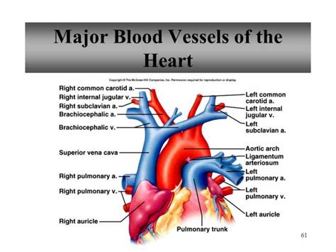 learn Major Blood Vessels In The Heart more about great vessels of the heart in boundless open ...