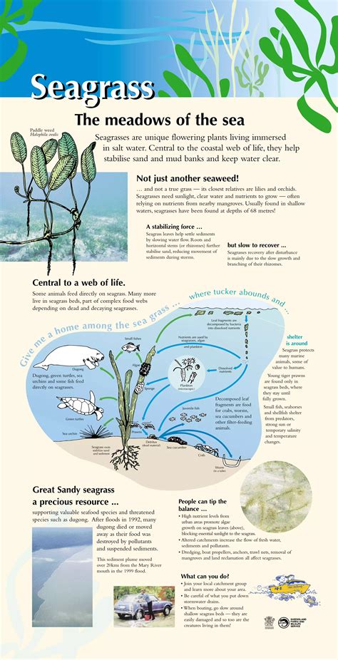 Coast Seagrass Pdf