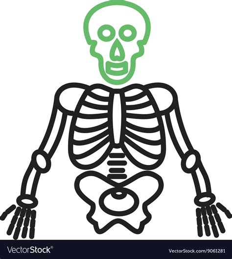 Human Skeleton Royalty Free Vector Image Vectorstock