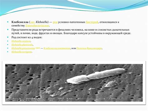 Клебсиеллы - презентация онлайн