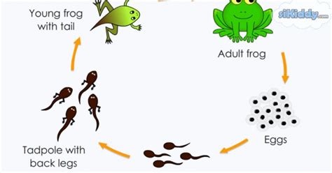 Detail Perhatikan Gambar Daur Hidup Katak Berikut Koleksi Nomer 22