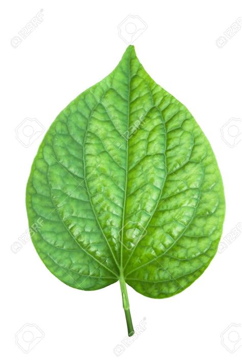 Betel Leaf Indian On Shop