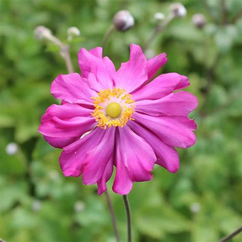 Herbst Anemone Prinz Heinrich Anemone Hupehensis Prinz Heinrich