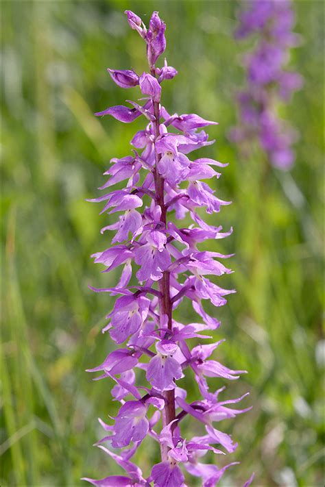 Orchis Mascula Ssp Speciosa 13 Orchis Mascula Ssp Specios Flickr