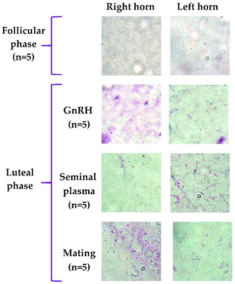 Absence Of Inflammatory Cells In Uterine Fluid Of Llamas In Follicular