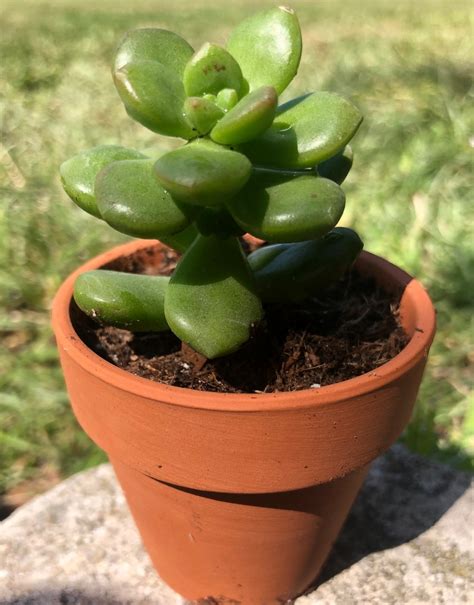 Golden Sedum Succulent Sedum Adolphii Stonecrop Golden Etsy