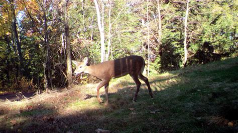 Wi-Fi trail cams for 2018? : r/trailcam