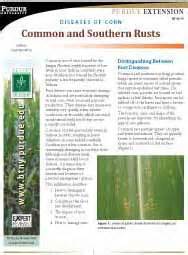 Diseases Of Corn Common And Southern Rust