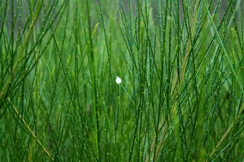 Weeds That Look Like Bamboo A Z Animals