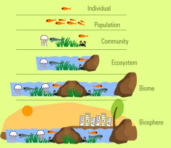 Par Levels Of Organization In An Ecosystem Environatics