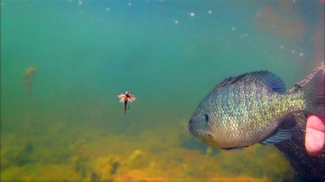 Underwater Bluegill Strikes On Flies How To Catch Bluegill With