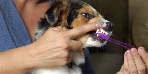 Animale Pet Escovando os dentes do seu Cão