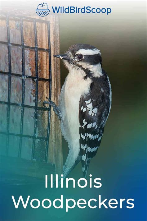 Woodpeckers In Illinois The 7 Species You May Come Across