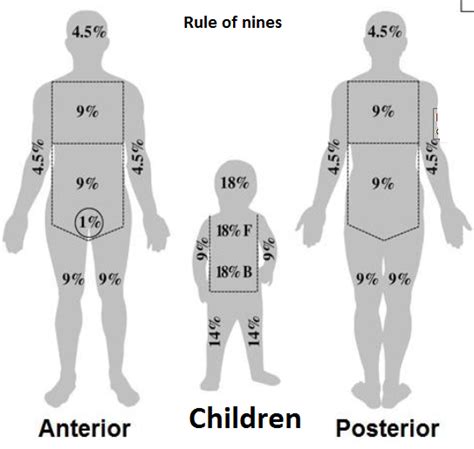 [Solved] In regards to skin burns, what is the "rule of nines"? What ...