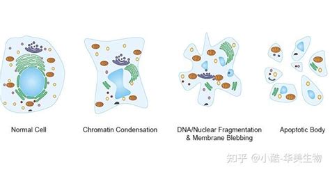 细胞凋亡 知乎