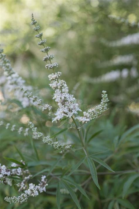 Silver Monks Pepper Vitex Agnus Castus Silver Spire White Flowers