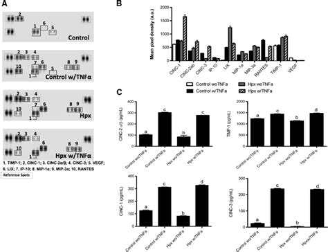 Astrocytes From The Offspring Gestated In Hpx Increases The Secretion