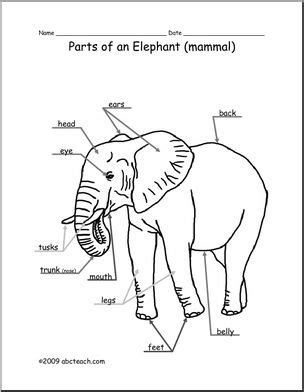 Animal Diagram: Elephant (labeled and unlabeled) – Abcteach