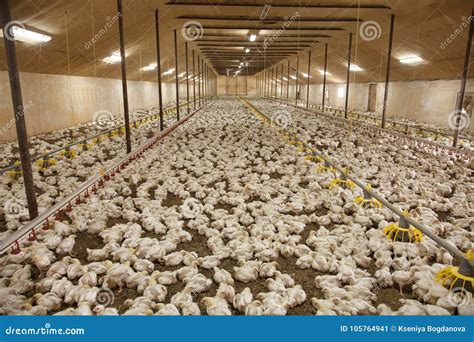 Chicken Farm Egg Laying Chicken In Battery Cages Commercial Hens