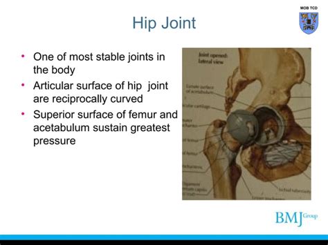 Anatomy Of Hip Joint