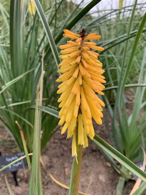 Kniphofia Bees Jubilee Andy Gladman