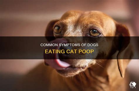 Common Symptoms Of Dogs Eating Cat Poop | PetShun