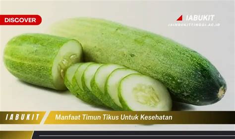 Intip 7 Manfaat Timun Tikus Untuk Kesehatan Yang Bikin Kamu Penasaran Discover