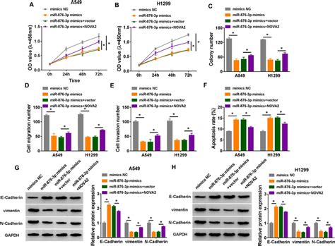 Overexpression Of Mir P Suppressed Nsclc Progression Via Targeting