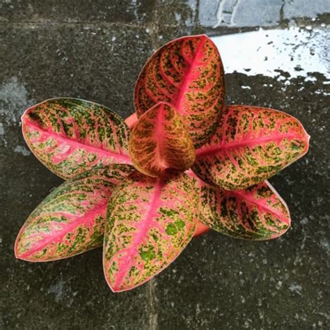 Jual KENDEDES LOKAL Tanaman Hias Aglaonema Aglonema Shopee Indonesia