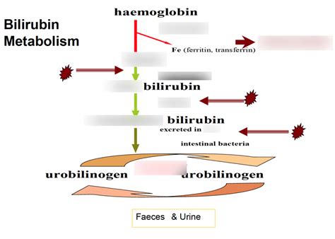 Bilirubin Metabolism And Jaundice Diagram Quizlet