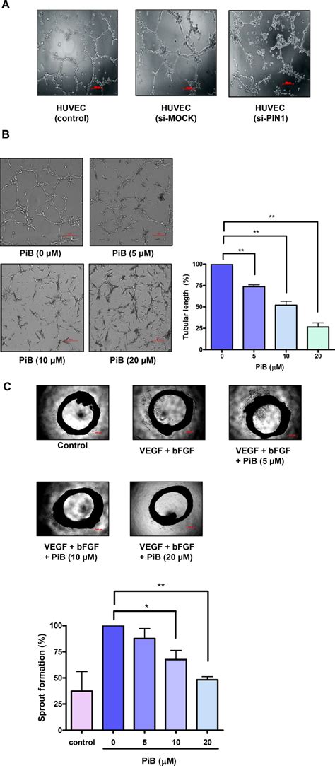 Pin Enhanced D Tube Formation And Ex Vivo Aortic Ring Vascular