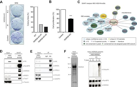 Figures And Data In The Multi Subunit Gid Ctlh E Ubiquitin Ligase