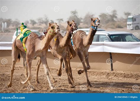 Camel Race Stock Image Image Of Dubai Robot Betting 29410945